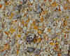 Groundmix lge.jpg (76489 bytes)